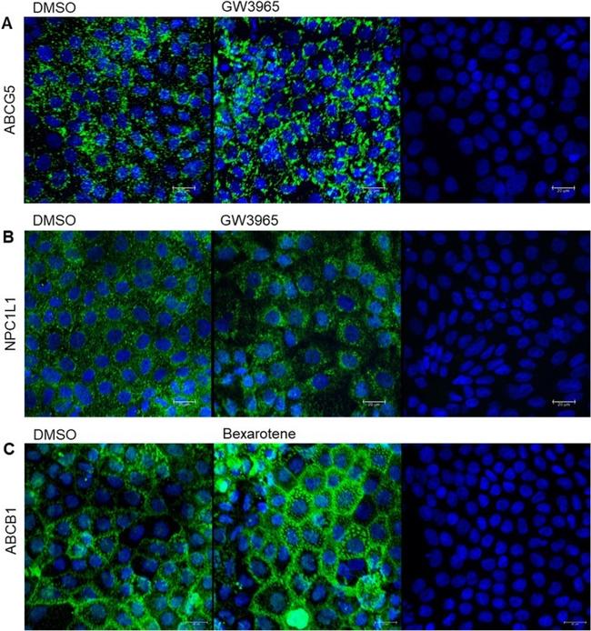 P-Glycoprotein Antibody in Immunocytochemistry (ICC/IF)