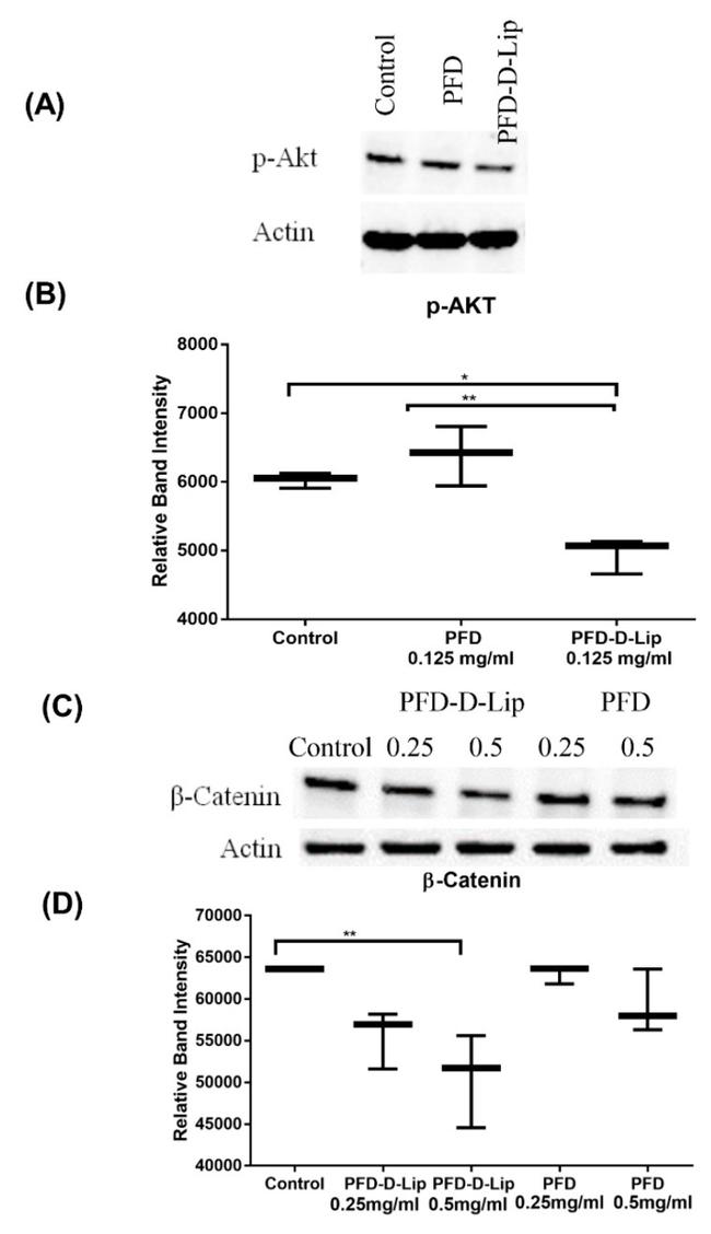 beta Actin Antibody in Western Blot (WB)