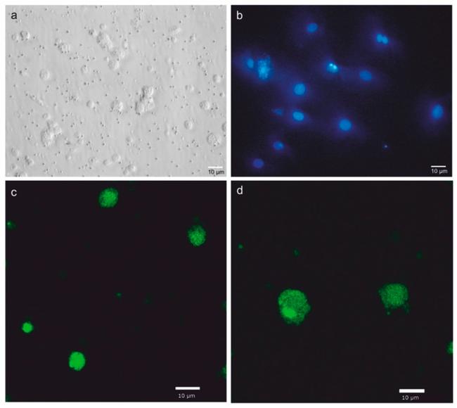 OCT4 Antibody in Immunocytochemistry (ICC/IF)