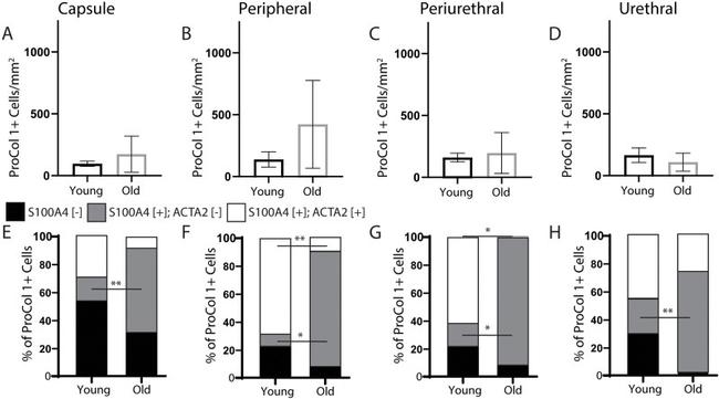 Alpha-Smooth Muscle Actin Antibody in Immunohistochemistry (IHC)