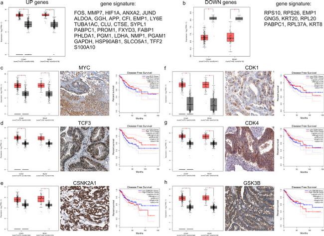 CDK4 Antibody in Immunohistochemistry (IHC)