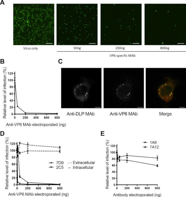 Rotavirus Antibody in Immunocytochemistry, Immunohistochemistry (ICC/IF, IHC)