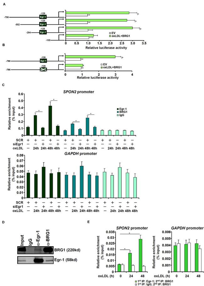 EGR1 Antibody in Immunoprecipitation, ChIP Assay (IP, ChIP)
