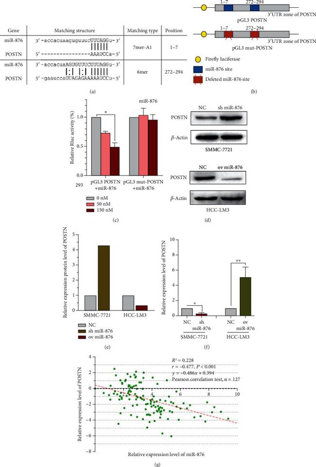 Periostin Antibody in Western Blot (WB)