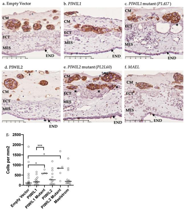 CD44 Antibody in Immunohistochemistry (IHC)