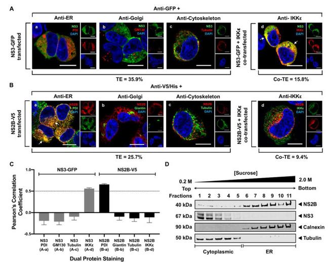 PDI Antibody in Immunocytochemistry (ICC/IF)