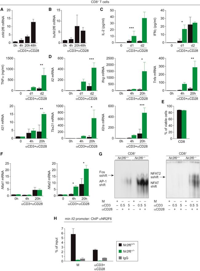 IFN gamma Antibody in Flow Cytometry (Flow)