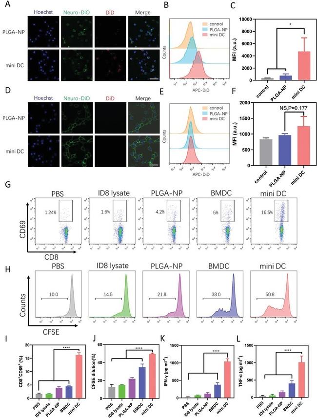 CD8a Antibody in Flow Cytometry (Flow)