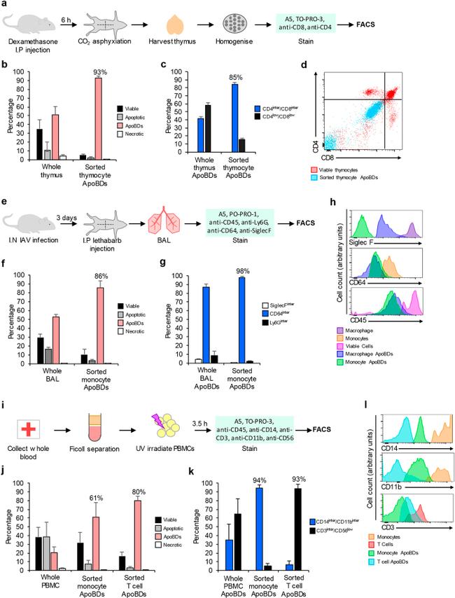 CD8a Antibody in Flow Cytometry (Flow)