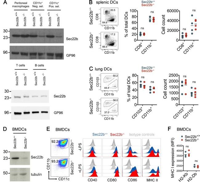 MHC Class I (H-2Kb) Antibody in Flow Cytometry (Flow)