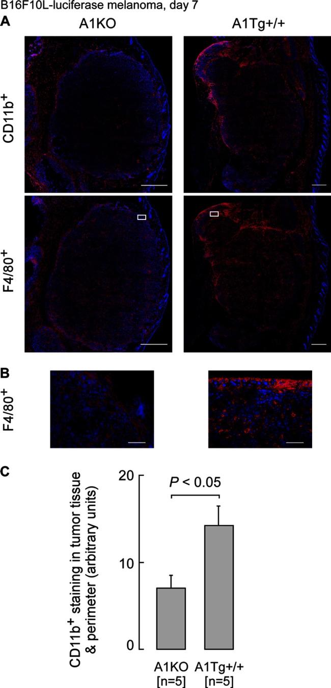 CD11b Antibody in Immunohistochemistry (IHC)