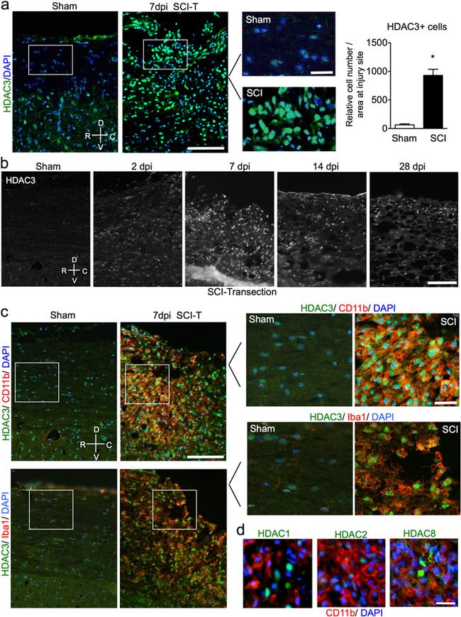 CD11b Antibody in Immunohistochemistry (IHC)