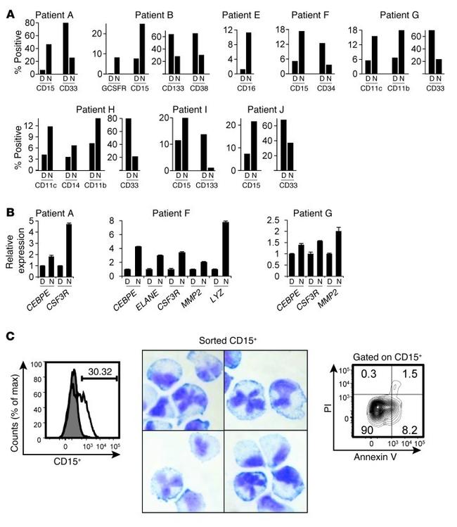 CD38 Antibody