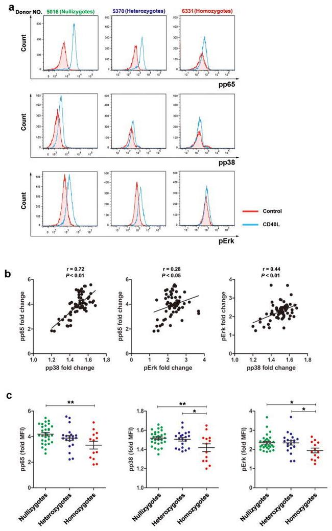 CD19 Antibody in Flow Cytometry (Flow)