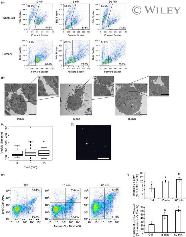 CD24 Antibody in Flow Cytometry (Flow)