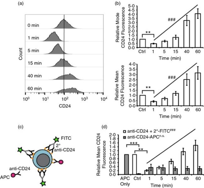 CD24 Antibody in Flow Cytometry (Flow)