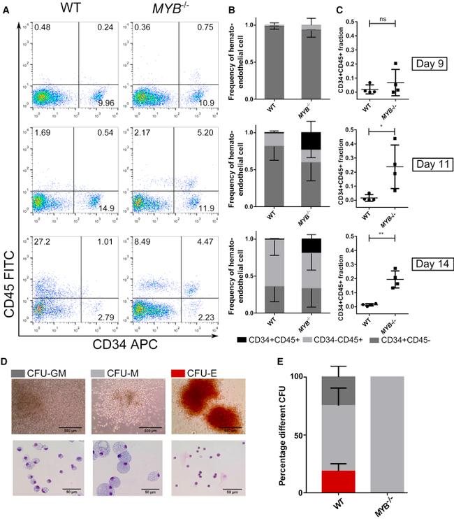 CD34 Antibody in Flow Cytometry (Flow)