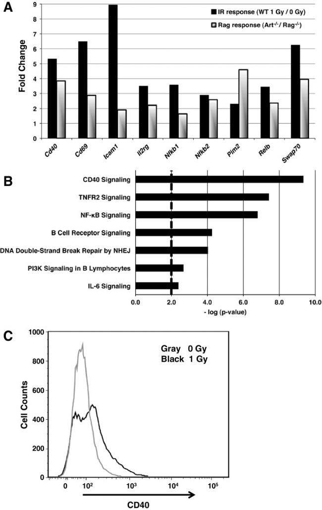 CD40 Antibody in Flow Cytometry (Flow)