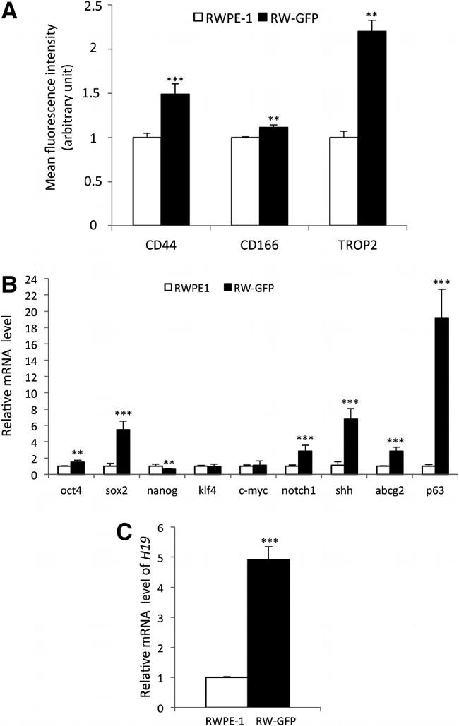 CD166 (ALCAM) Antibody in Flow Cytometry (Flow)