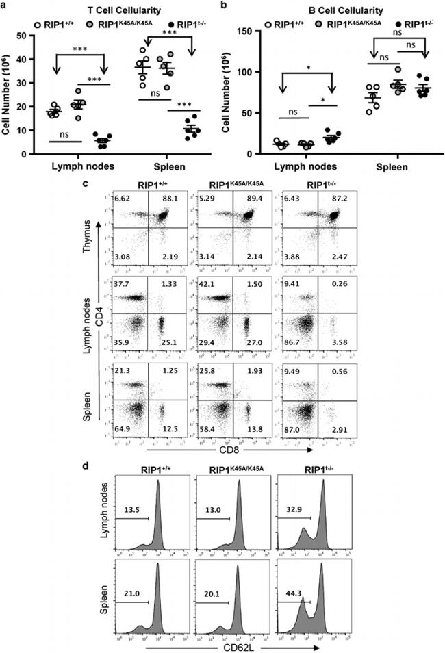 CD45 Antibody in Flow Cytometry (Flow)