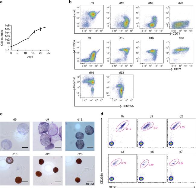 CD71 (Transferrin Receptor) Antibody in Flow Cytometry (Flow)