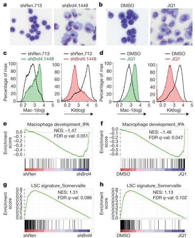 CD117 (c-Kit) Antibody in Flow Cytometry (Flow)