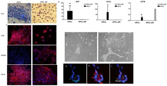 CD326 (EpCAM) Antibody in Immunocytochemistry (ICC/IF)