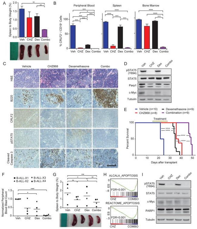 TSLP Receptor Antibody in Flow Cytometry (Flow)