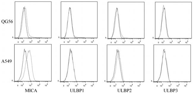 MICA/B Monoclonal Antibody (6D4), PE (12-5788-42)