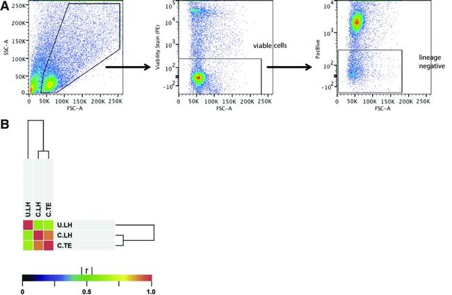 CD326 (EpCAM) Antibody in Flow Cytometry (Flow)