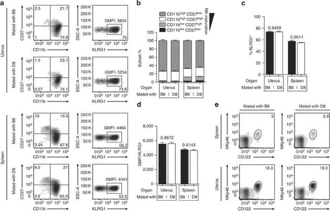 KLRG1 Antibody in Flow Cytometry (Flow)