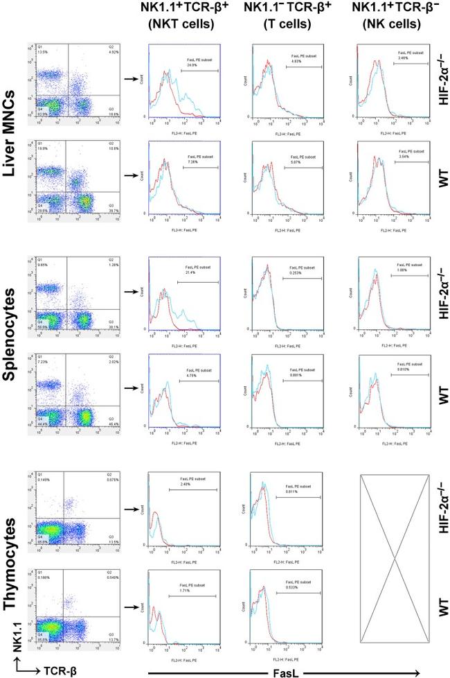 CD178 (Fas Ligand) Antibody in Flow Cytometry (Flow)