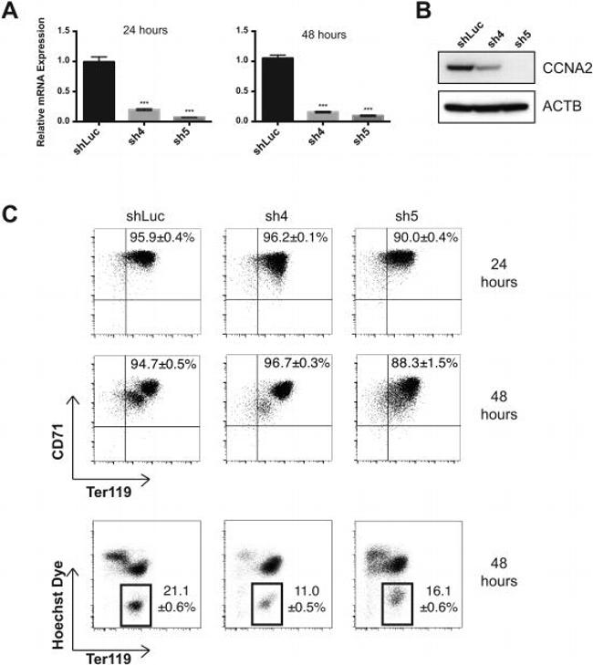 CD71 (Transferrin Receptor) Antibody in Flow Cytometry (Flow)