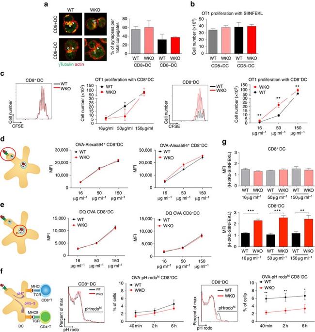 MHC Class I (H-2Kb) Antibody in Flow Cytometry (Flow)