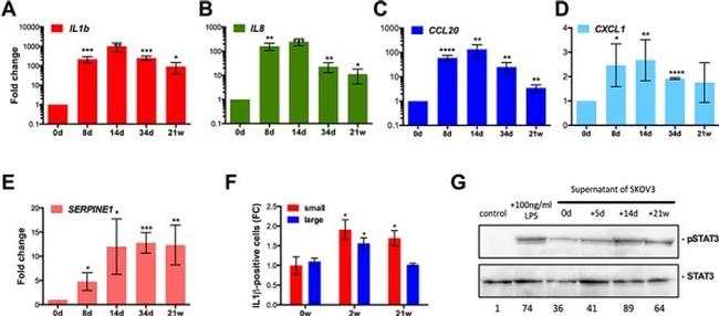 IL-1 beta Antibody in Flow Cytometry (Flow)