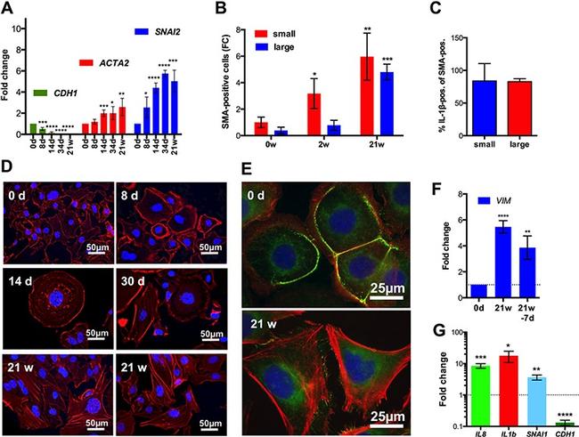 IL-1 beta Antibody in Flow Cytometry (Flow)