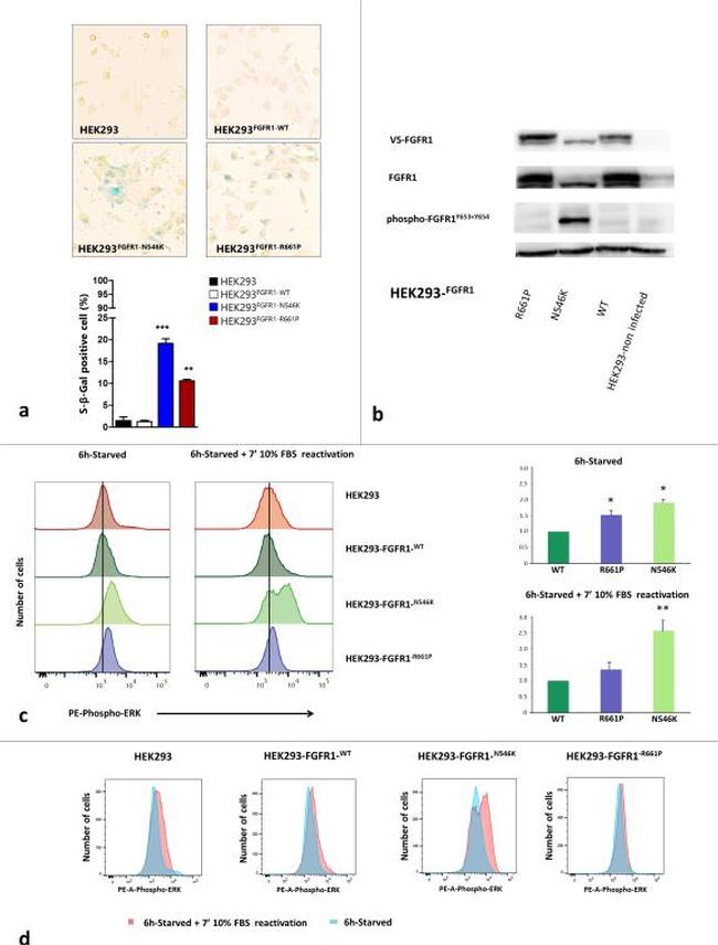 Phospho-ERK1/2 (Thr202, Tyr204) Antibody in Flow Cytometry (Flow)