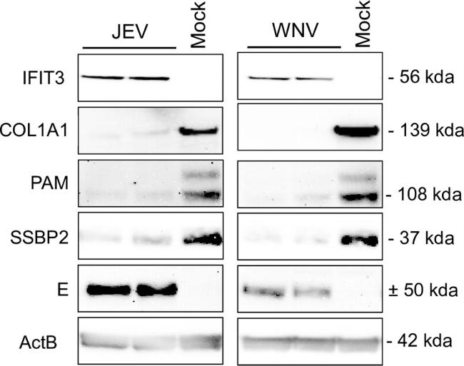 beta Actin Antibody in Western Blot (WB)