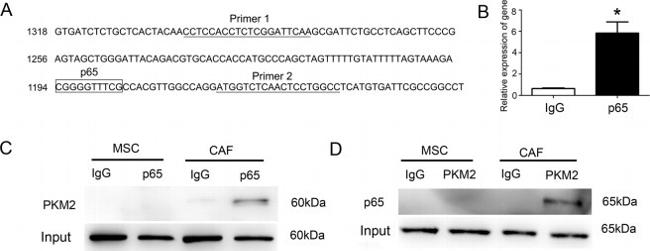 NFkB p65 Antibody in Immunoprecipitation (IP)