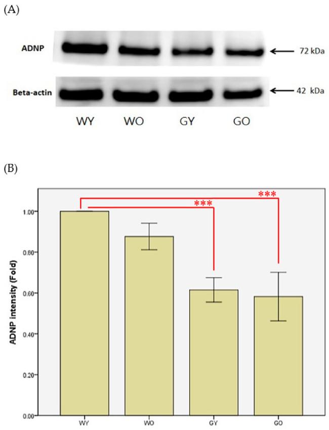 beta Actin Antibody in Western Blot (WB)