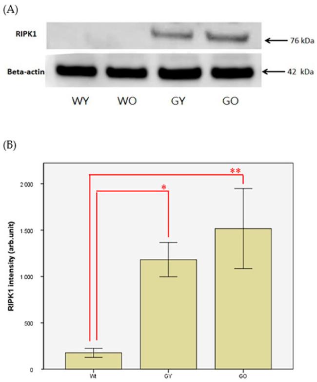 beta Actin Antibody in Western Blot (WB)