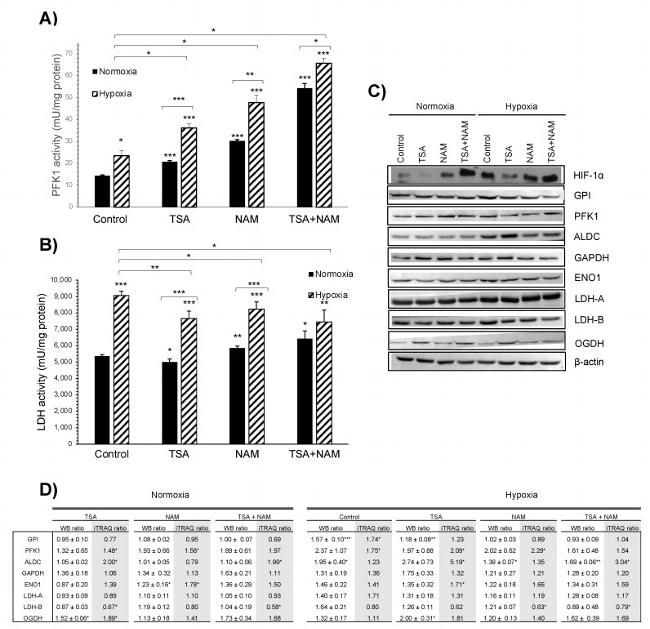 beta Actin Antibody in Western Blot (WB)