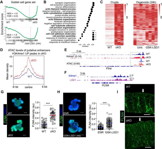 Filamin A Antibody in Immunocytochemistry, Immunohistochemistry (PFA fixed) (ICC/IF, IHC (PFA))