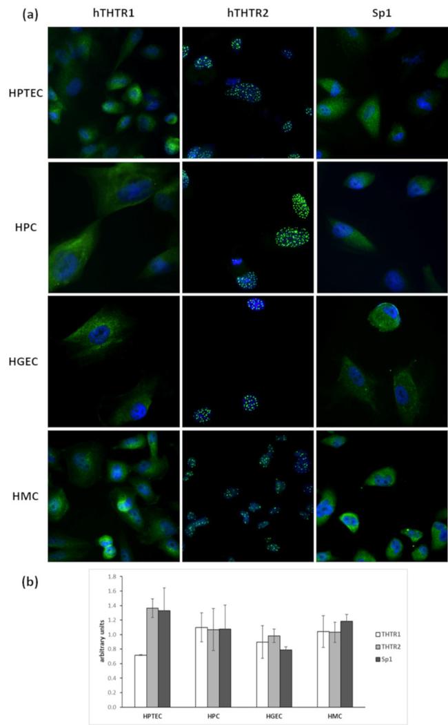 SP1 Antibody in Immunocytochemistry (ICC/IF)