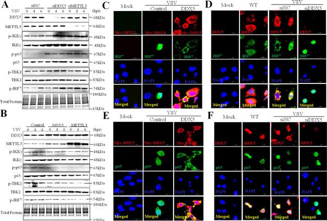 METTL3 Antibody in Western Blot (WB)