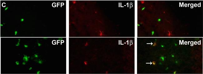 Rabbit IgG (H+L) Highly Cross-Adsorbed Secondary Antibody in Immunohistochemistry (Frozen) (IHC (F))