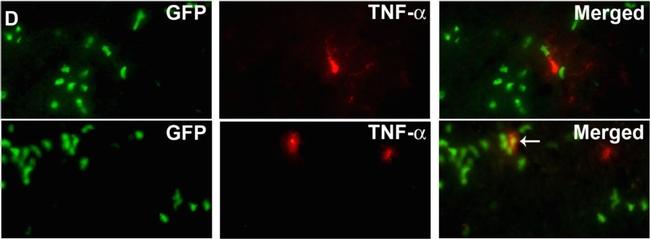 Rabbit IgG (H+L) Highly Cross-Adsorbed Secondary Antibody in Immunohistochemistry (Frozen) (IHC (F))