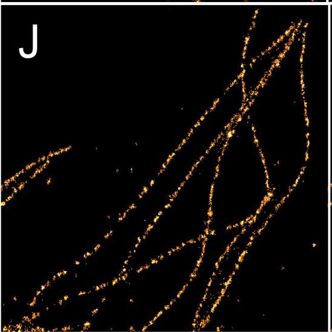 Rabbit IgG (H+L) Highly Cross-Adsorbed Secondary Antibody in Immunocytochemistry (ICC/IF)