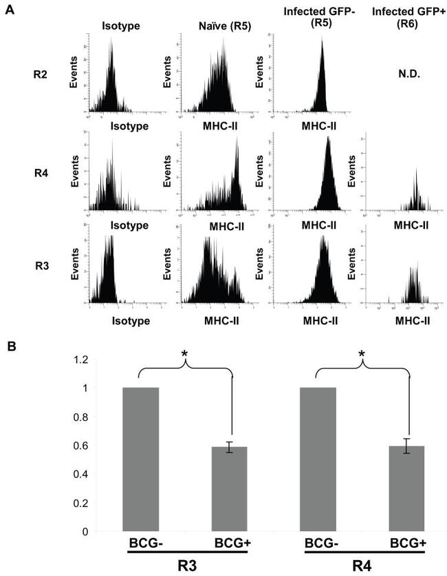 MHC Class II (I-A/I-E) Antibody in Flow Cytometry (Flow)