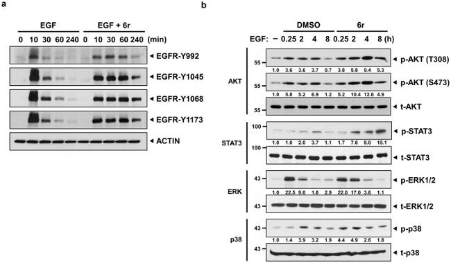 Phospho-p38 MAPK (Thr180, Tyr182) Antibody